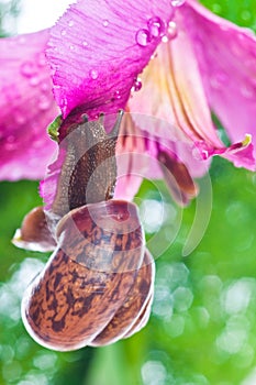 Snail on fresh leaf