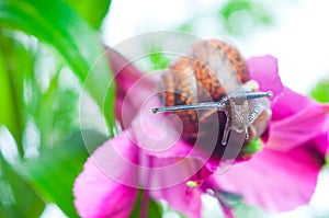 Snail on fresh leaf