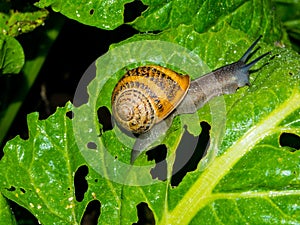 A snail on a fresh lettuce leaf