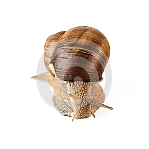 Snail front view Helix pomatia or land snail isolated on white