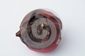 Snail on fruit rot.