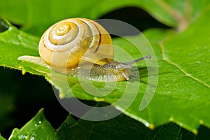 Snail in the garden