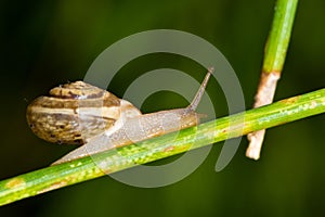 Snail in the garden