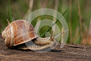 Snail in garden