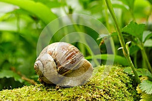 Snail in the garden