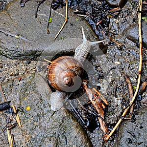 Snail in the garden