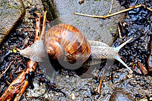 Snail in the garden