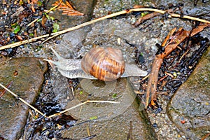 Snail in the garden