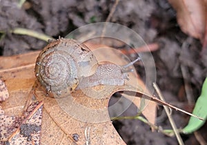 Snail garden friend