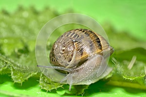 Snail in the garden   Gastropod Mollusk