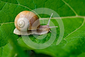 Snail in the garden on green leaf