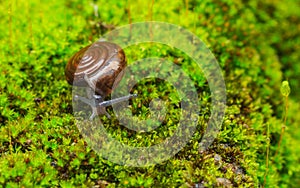 Snail in the garden on the green moss