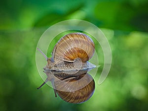 Snail in the garden to walk through the leaves