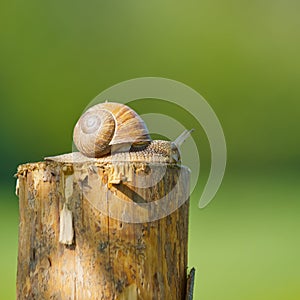 Snail in the garden on a tree