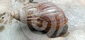 Snail (Gastropod)
