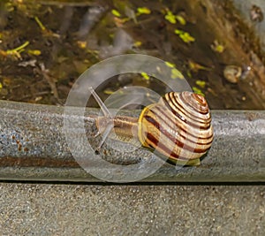 A snail gastropod crawling in the garden on the edge of a zinc tub with water