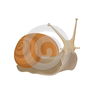 Snail gastropod creature vector Illustration on a white background