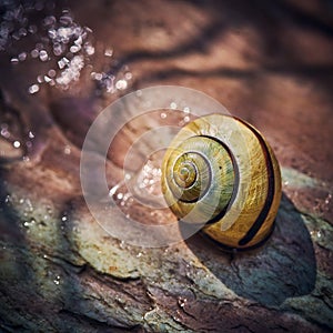 snail gastropod in the garden on a wet stone