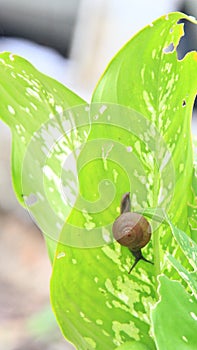 Snail or Gastropod at the leaf to show peace of nature.