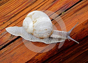 Snail gastropod mollusk with spiral sheath