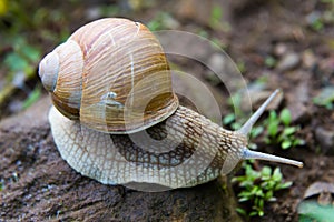 Snail gastropod mollusk with spiral sheath