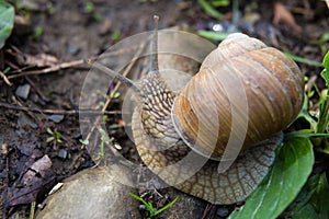 Snail gastropod mollusk with spiral sheath