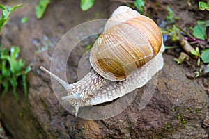 Snail gastropod mollusk with spiral sheath