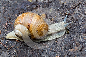 Snail gastropod mollusk with spiral sheath