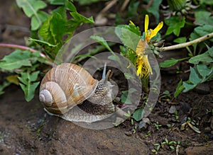 Snail and yellow flower