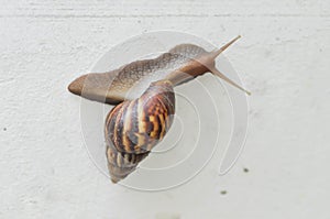 Snail, gastropod or winkle