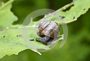 Snail Gastropoda, Helix pomatia on a leaf of a burdock