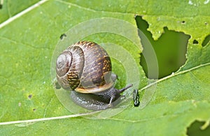 Snail Gastropoda, Helix pomatia on a leaf of a burdock