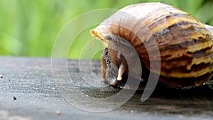 A snail is getting back to his shell