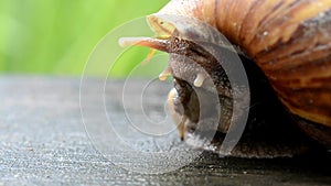 A snail is getting back to his shell