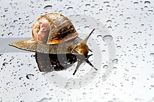 A snail on a glass surface