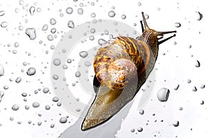 A snail on a glass surface