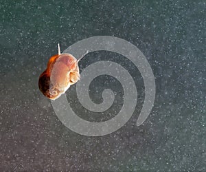 A snail on a glass surface.