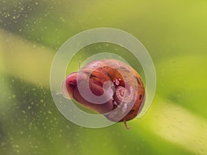 Snail on a glass surface.