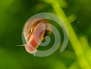 Snail on a glass surface.