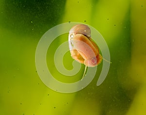 Snail on a glass surface.