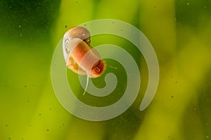 Snail on a glass surface.