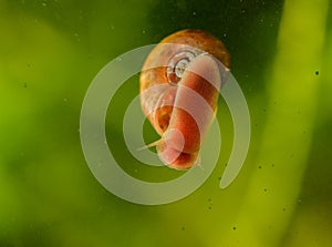 Snail on a glass surface.