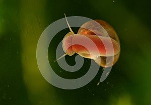 Snail on a glass surface.