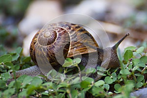 A snail glides gracefully across the stones, its slow journey reflecting patience and perseverance in nature\'s rhythm