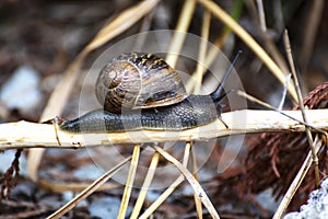 A snail glides gracefully across the stones, its slow journey reflecting patience and perseverance in nature\'s rhythm