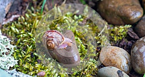 The snail glides over the wet texture of the stone.Pink snail with light brown striped shell