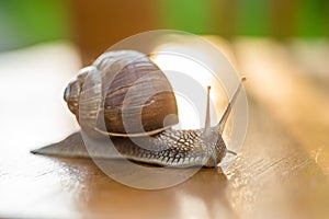 Snail gliding, close up