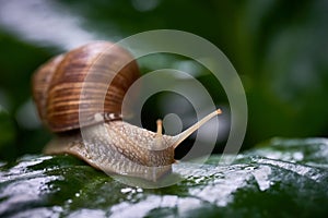 Snail gliding on green leaf. Large white mollusk snail with brown striped shell.