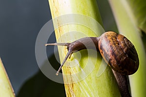 A Snail gliding on green trunk texture