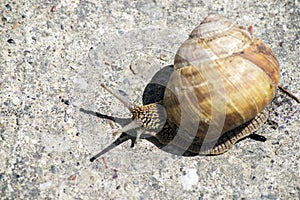 Snail gliding on the stone texture